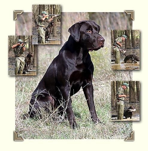 GRHRCH UH DAKOTA`S CAJUN ROUX MH
